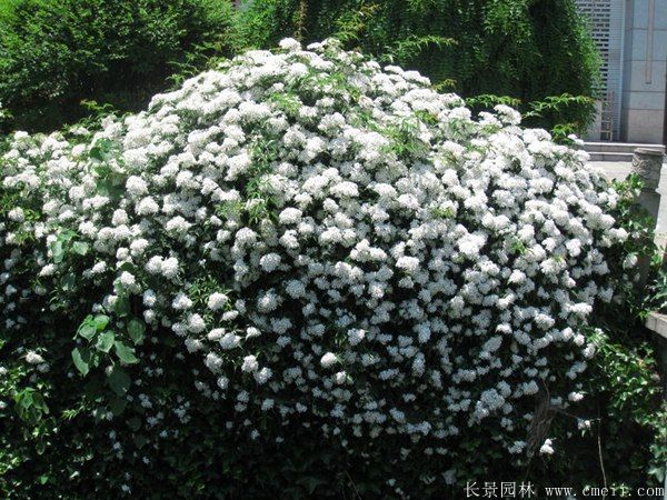 薔薇苗圖片基地實拍