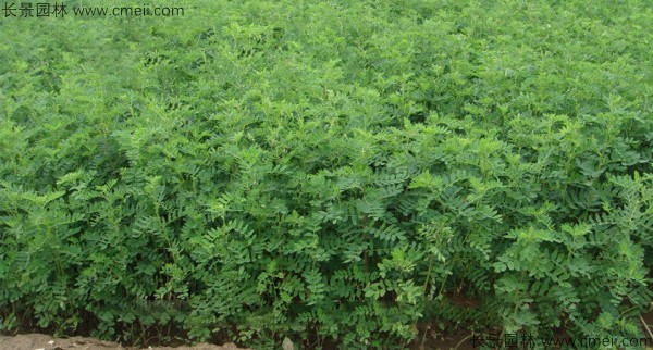 黃芪種子發(fā)芽出苗圖片