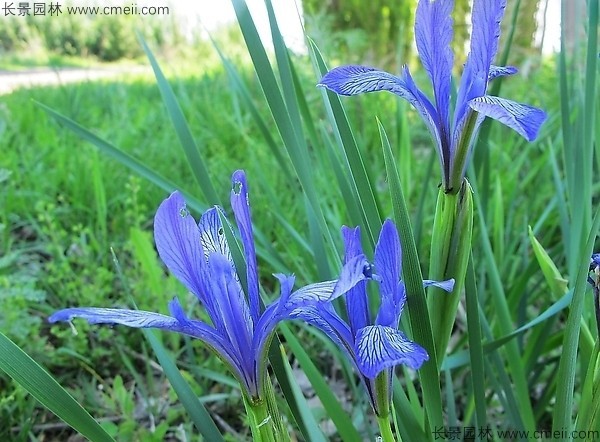 馬蘭種子發芽出苗圖片