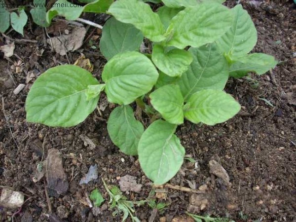 牛膝種子發(fā)芽出苗圖片