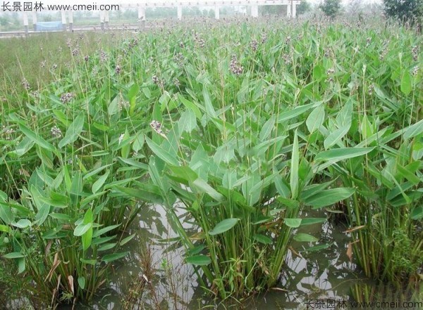再力花種子發芽出苗圖片