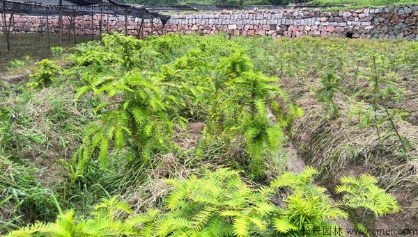 香榧種子發芽出苗圖片