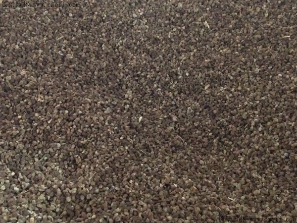 情人草種子圖片