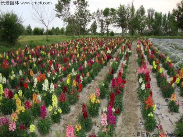 金魚草的花期有多長時間