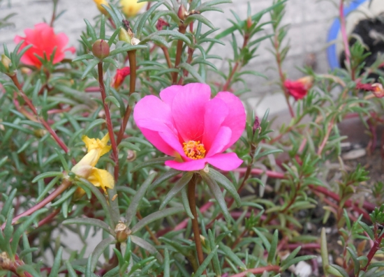 超好養活的太陽花